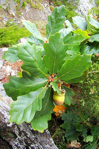 File:Quercus orocantabrica. Carbayu orocantábricu (llande).jpg