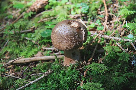 Mashroom from Austria