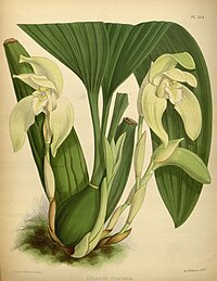 plate 384 Lycaste costata Sudamerlycaste costata