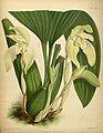 Sudamerlycaste costata (as syn. Lycaste costata) Plate 384 in: R.Warner - B.S.Williams: The Orchid Album (1882-1897)