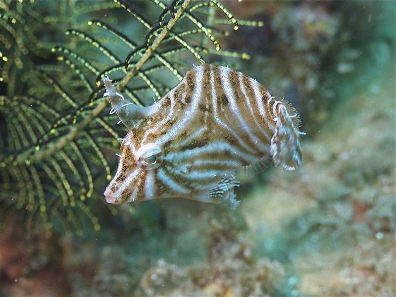 File:Radial Filefish (6851450578).jpg