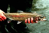 Rainbow trout fish onchorhynchus mykiss detailed photography.jpg