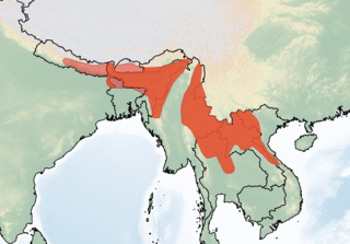 <span class="mw-page-title-main">Cook's mouse</span> Species of rodent