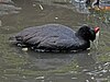 Red-knobbed Coot RWD.jpg