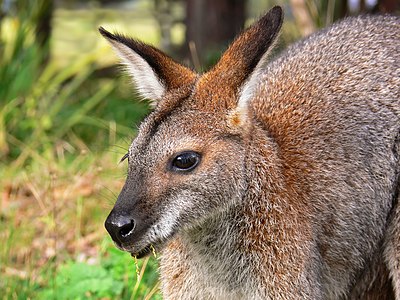 Macropus rufogriseus (Red-necked Wallaby)