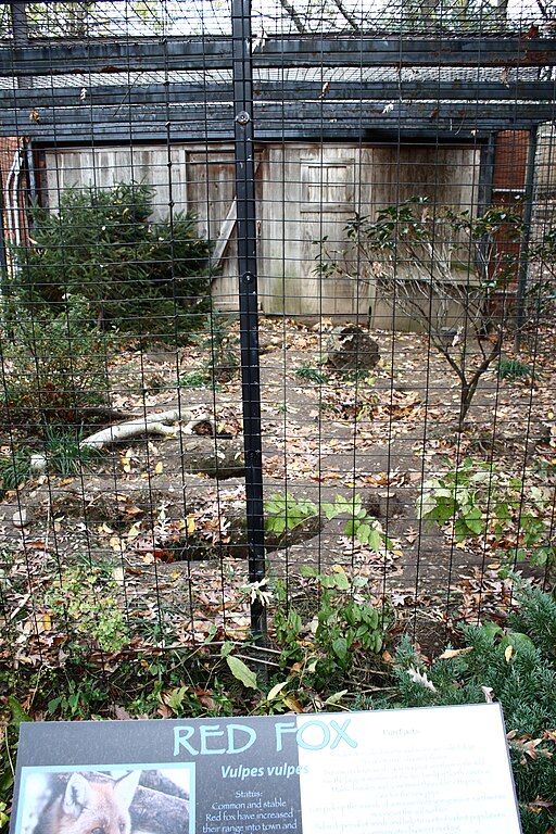 File:Red Fox enclosure, Beardsley Zoo, 2009-11-06.jpg - Wikimedia Commons