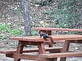 Red squirrel in El Morlaco Park, 2021-01-25.