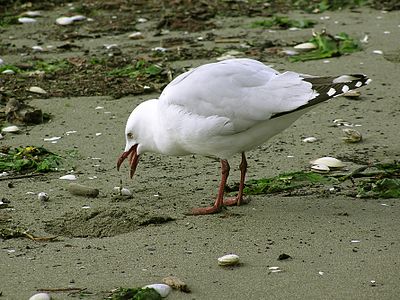 Red-billed gull