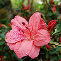 Flor d'azalea roja