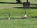 2 Canadian Geese