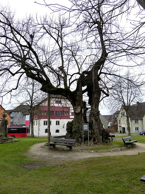 Reichenau Mittelzell - Ergat 2 Linde