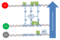 Lysogen repression all 3 sites bound is a low occurrence due to OR3 weak binding affinity. OR1 repression increases binding affinity to OR2 due to repressor-repressor interaction. Increased concentrations of repressor increase binding.