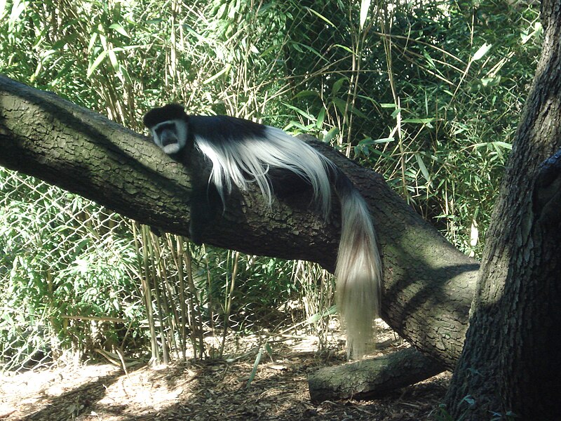 File:Restingcolobus.JPG