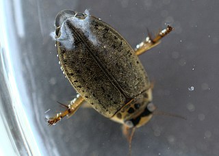 <i>Rhantus gutticollis</i> Species of beetle