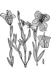 <i>Rhexia aristosa</i> Species of flowering plant