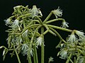 Rhipsalis cereuscula patří mezi často pěstované.