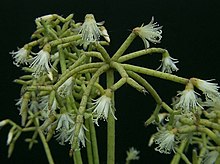 Õitsev küünal-helmekaktus (Rhipsalis cereuscula)