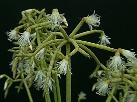 Mistelikorallikaktus Rhipsalis cereuscula.