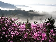 Rhododendron in Japan Rhododendron&Vast ocean of clouds, kobanomitsubatsutsuzi&Xiao Shan Pen Di Yun Hai , Bei keYue 4256293.JPG