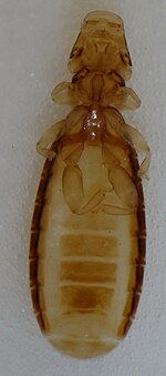 Ricinus bombycillae (Denny, 1842).JPG