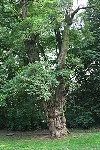 Robinia pseudoacacia JPG.JPG