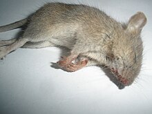 https://upload.wikimedia.org/wikipedia/commons/thumb/b/b0/Rodent_killed_by_poison.JPG/220px-Rodent_killed_by_poison.JPG