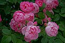 Rosa 'Raubritter' Ishida Rose Garden'da Odate, Akita, Japonya'da.jpg