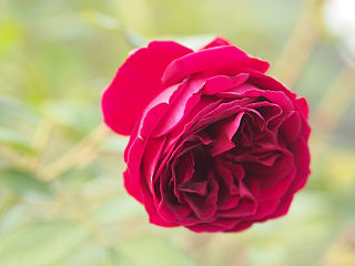 <i>Rosa</i> The Squire Crimson-red shrub rose cultivar