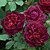 Rose 'Bois de Munstead'-8742493617.jpg