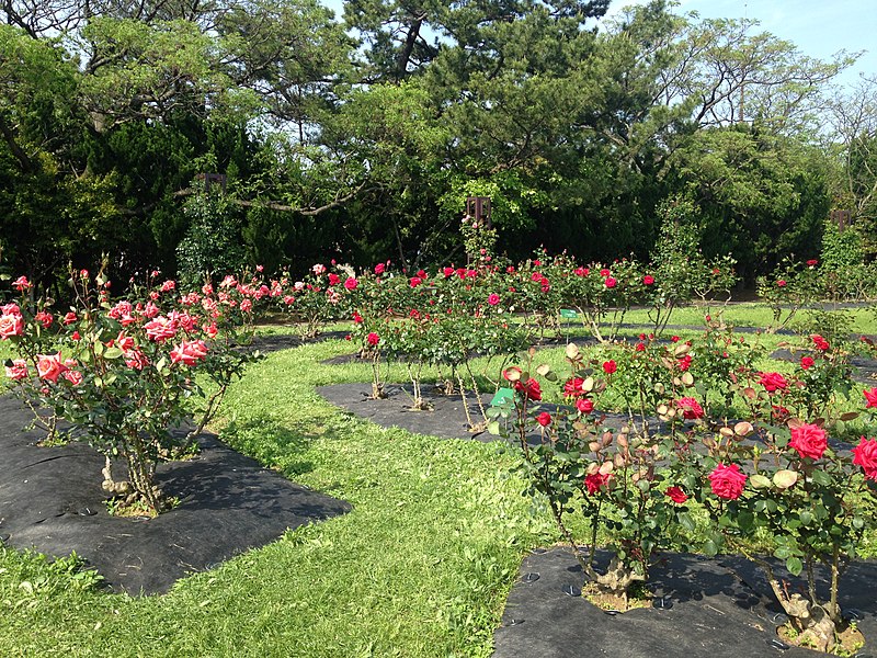 File:Rose Garden in Umino Nakamichi Seaside Park 3.JPG