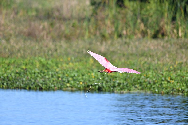 File:Roseate Spoonbill (Ajaia ajaja) voiding in flight.jpg