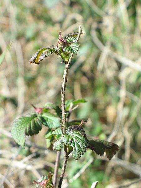 File:Rubus hirsutus3.jpg