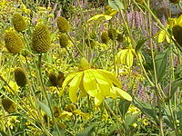 Rudbeckia laciniata