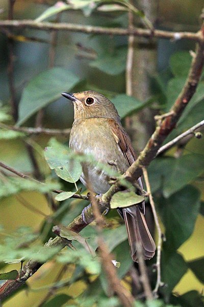 File:Rufous-bellied niltava (Niltava sundara sundara) female Phulchowki.jpg