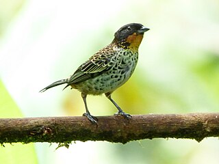 <span class="mw-page-title-main">Rufous-throated tanager</span> Species of bird