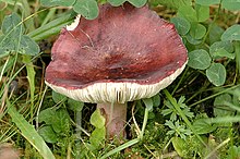 Russula atropurpurea Bon 1975 Russula.fuscorubroides.-.lindsey.jpg