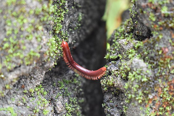 A rusty millipede of Kerala crossing a gap in fence