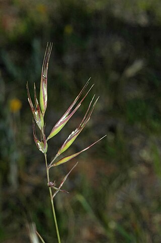 <i>Rytidosperma erianthum</i> Species of plant