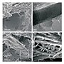 Miniatuur voor Bestand:SEM and TEM nanoimagery of the fibrillar organic matrix within partially demineralized spicule.jpg
