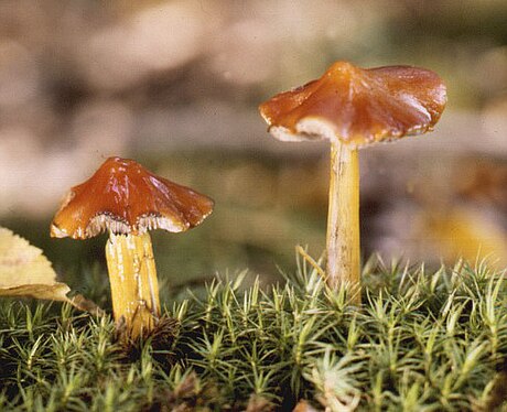 Hygrocybe conica