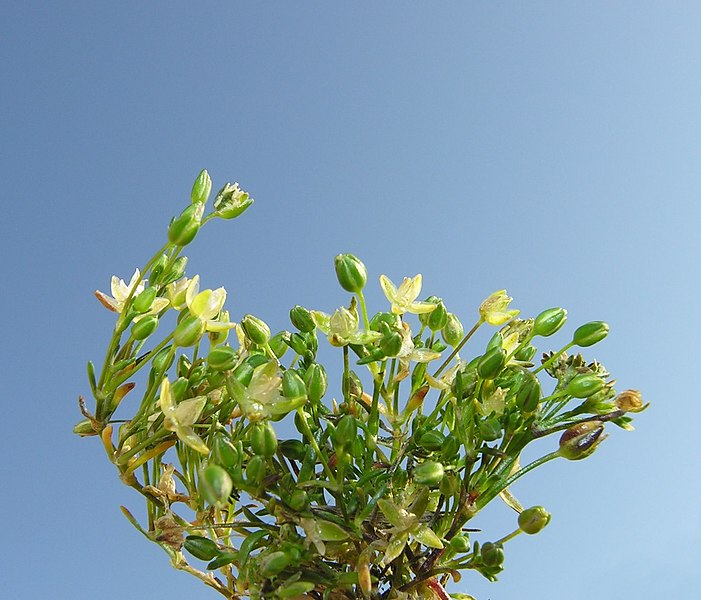 File:Sagina apetala inflorescence (01).jpg