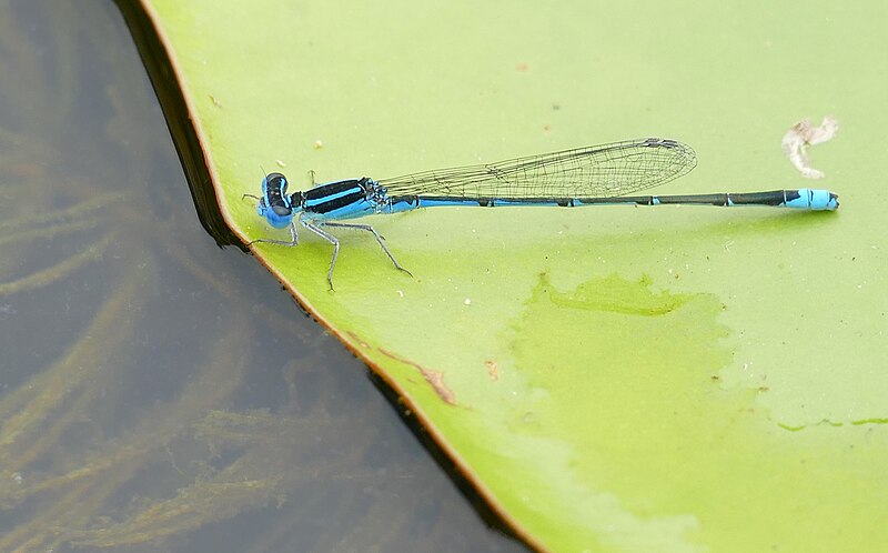 File:Sailing Bluet (Azuragrion nigridorsum) male ... (46517220231).jpg