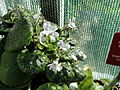 Thumbnail for Streptocarpus shumensis