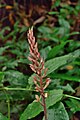 Goodyera rubicunda