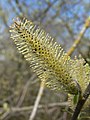 Salix sitchensis