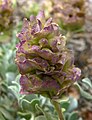 Salvia dorrii var. clokeyi