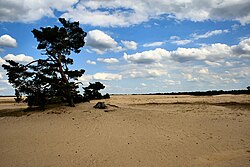 Sand Area Hoge Veluwe.jpg