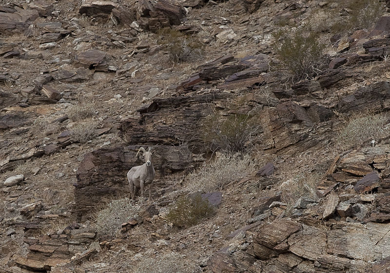 File:Santa Rosa and San Jacinto Mountains NM (9415020447).jpg