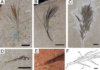 Fossil feathers and Dastilbe fossil