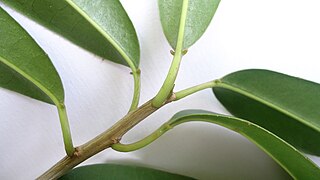 <i>Sapium glandulosum</i> Species of tree